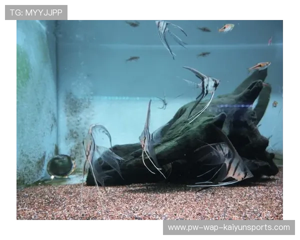 海底热带鱼观察运动,海底运动新奇体验,海底热带鱼视频